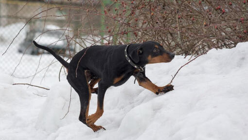 German pinscher hot sale hypoallergenic